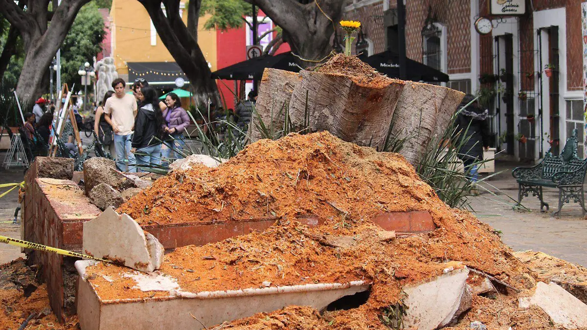 arbol caido en el barrio del artista